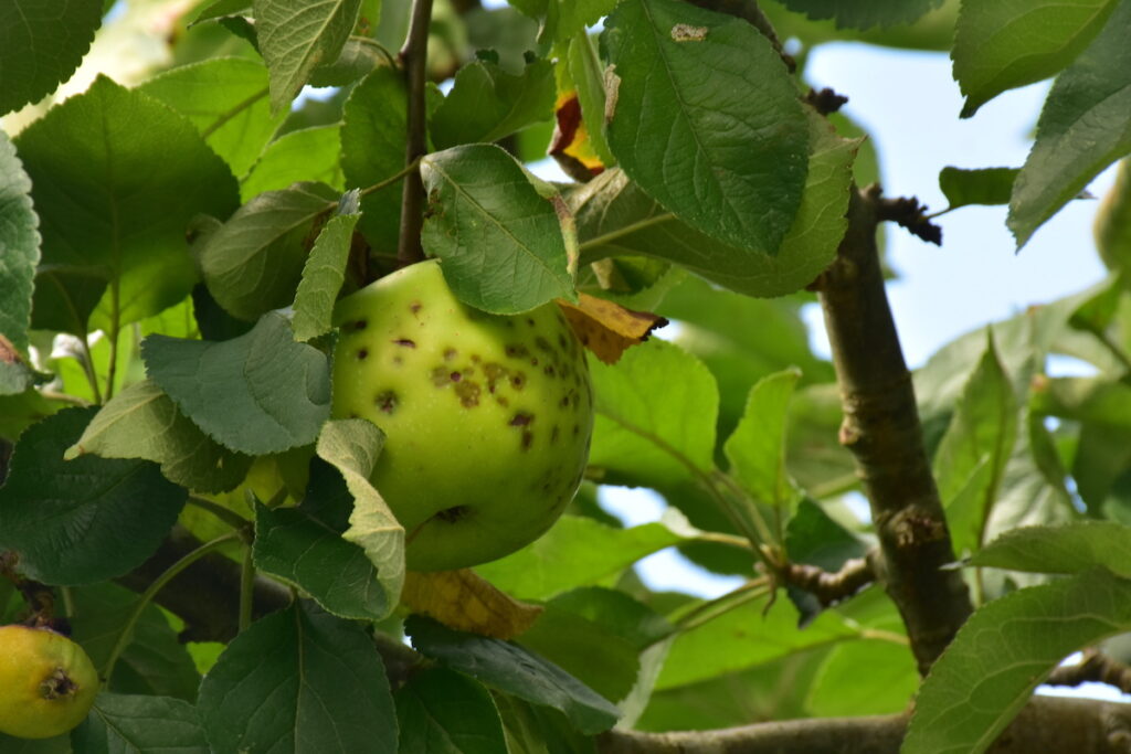 Apfelbaum Krankheiten