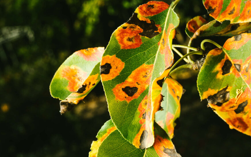 Apfelbaum Krankheiten